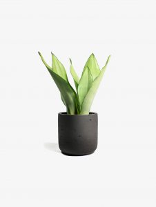 Nearly Natural Agave Succulent in Planter