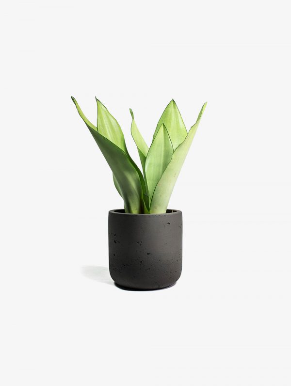 Nearly Natural Agave Succulent in Planter
