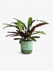 Calathea Rattlesnake Large houseplants to nurture