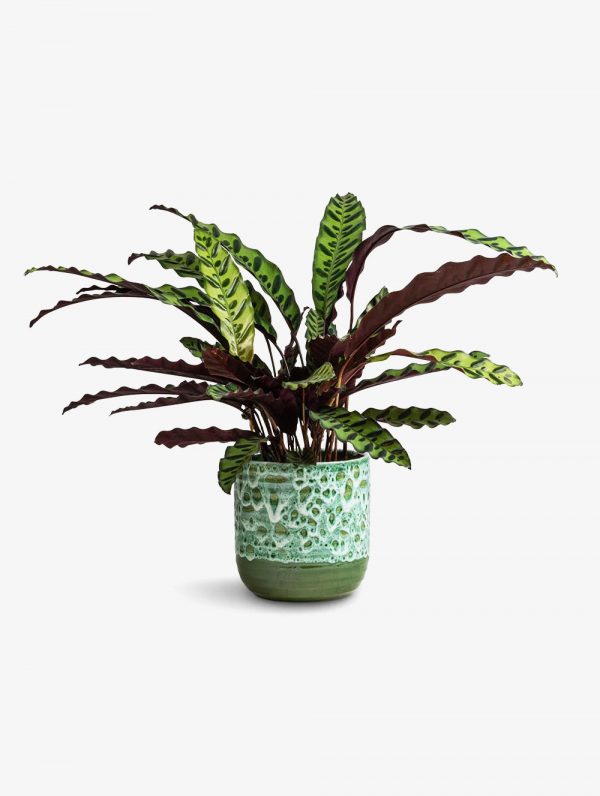 Calathea Rattlesnake Large houseplants to nurture