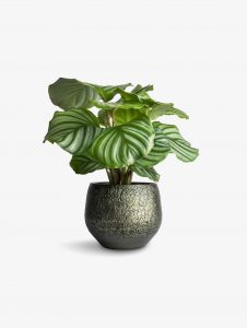 ExoticRarePlants Calathea Orbifolia Ornamental Rare Plant