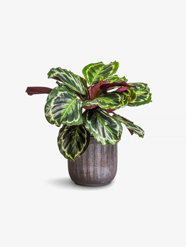 Pedpoudhe Calathea Rospicta Plants
