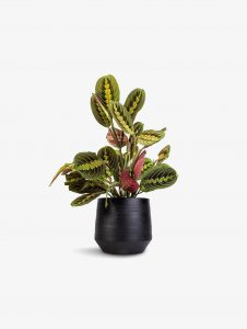 Thorsen's Greenhouse Red Prayer Plant