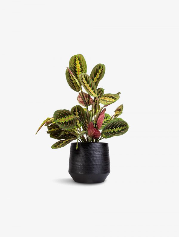 Thorsen's Greenhouse Red Prayer Plant