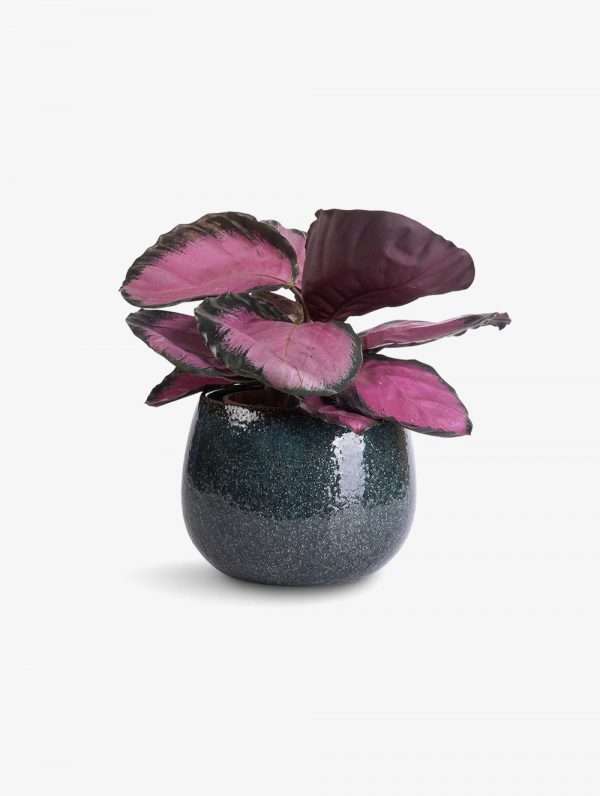 Root Bridges Calathea 'Rosey' Plant