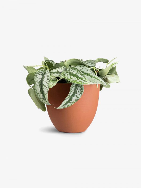 Royal Land Rare Indoor Plant Exotica Satin Money Plant