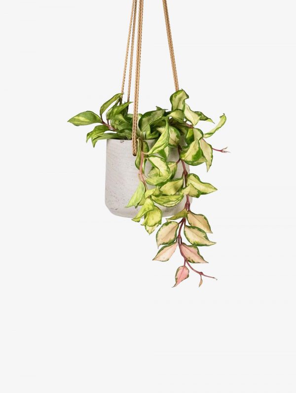 little jungle Hoya Krimson Princess Plant