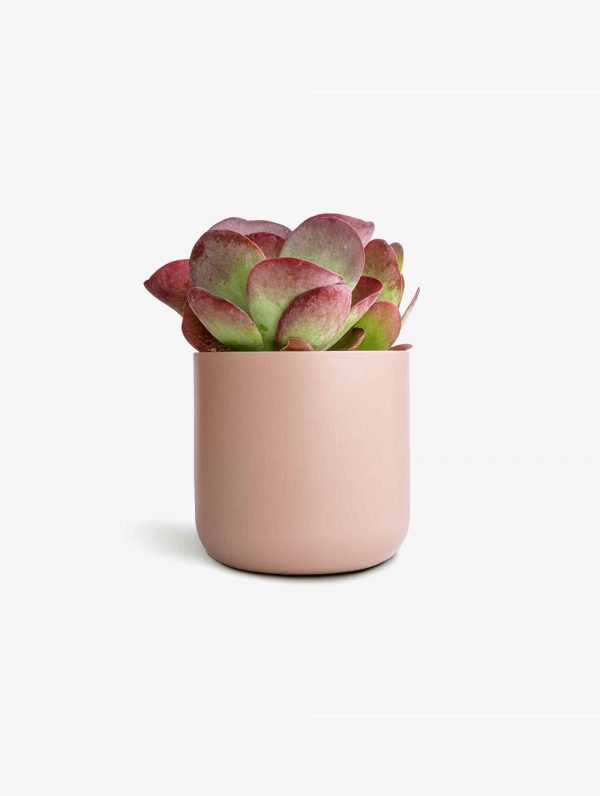 Echeveria Succulent with Large Modern Cylinder Pot