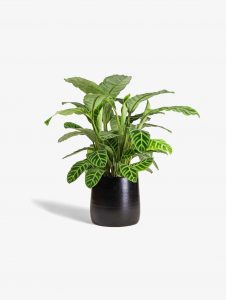 Sharpex Simple Dual Colour Flower Pot
