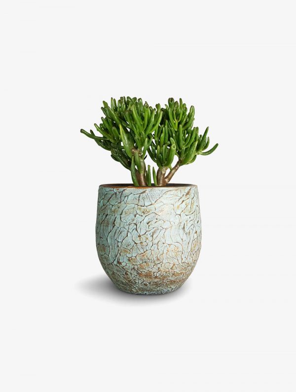 Lasaki Gloria Flower deep Jungle Ceramic Pots