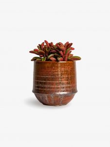 Mudfingers Peperomia Tricolor In Ceramic Pot