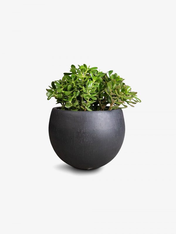 Advi Decorative Table Top Flower Pot Metal Plant