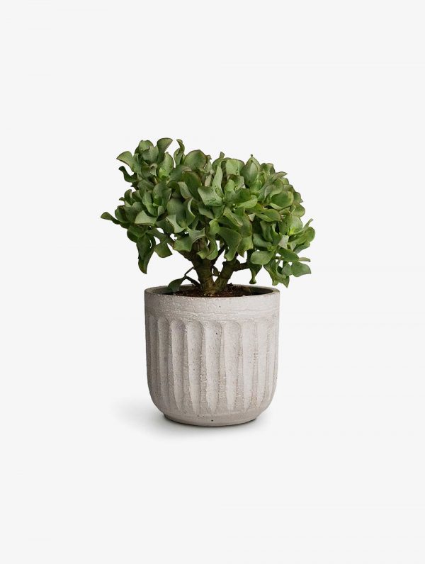 Bee Green Succulent Plant Crassula Ovata