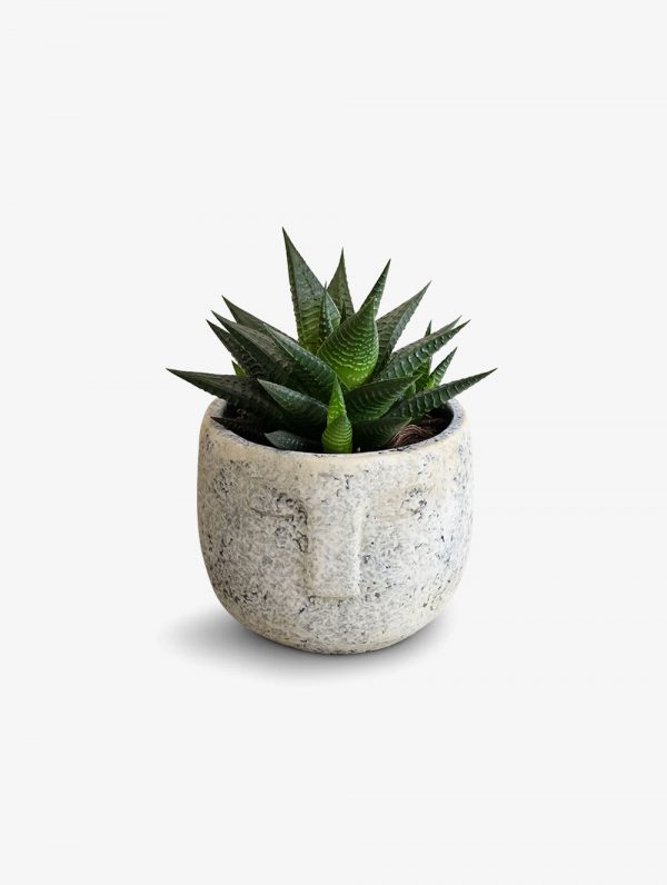 Posh Garden Haworthia Limifolia - Aloe Vera Plant