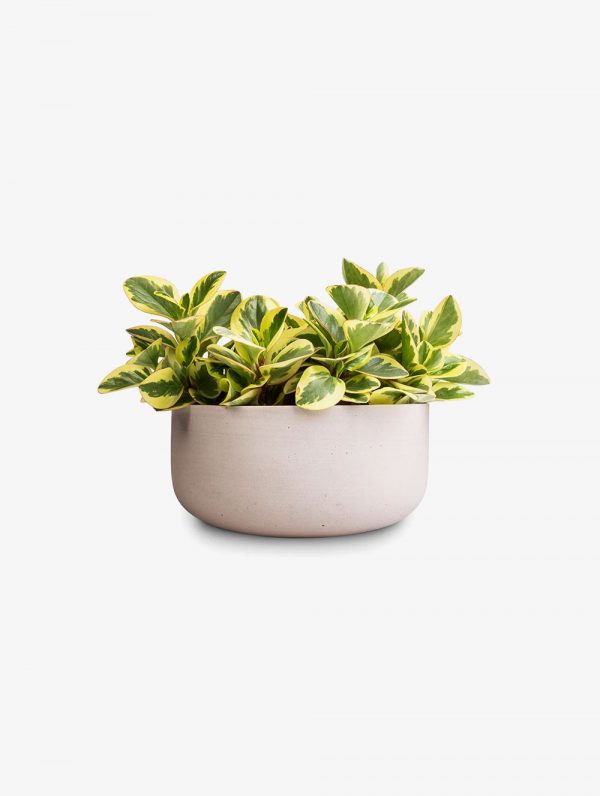 OhhSome Table Plant Peperomia Obtusifolia Plant