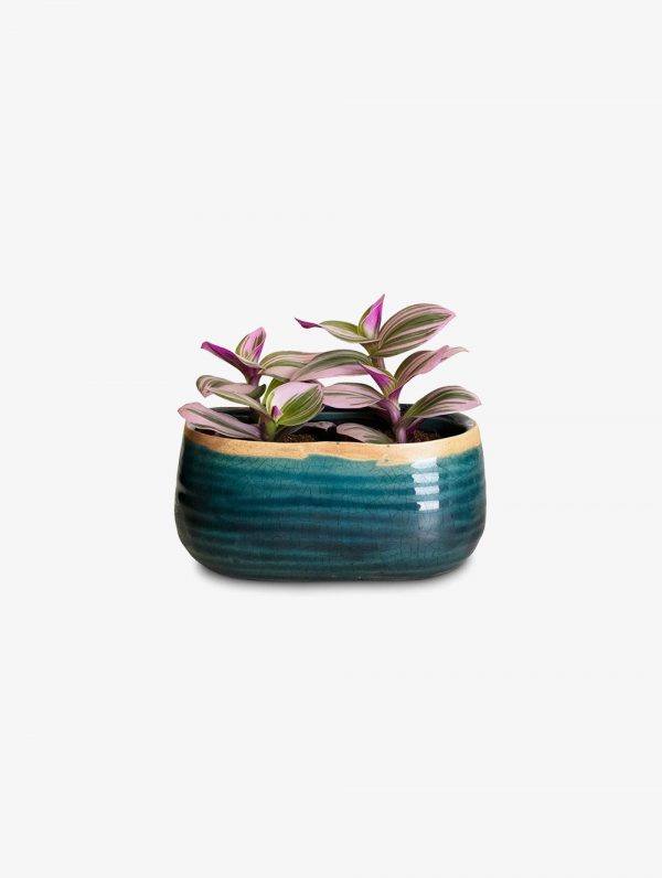 Tiny Store Self Watering Plant Pots Automatic Water Solution