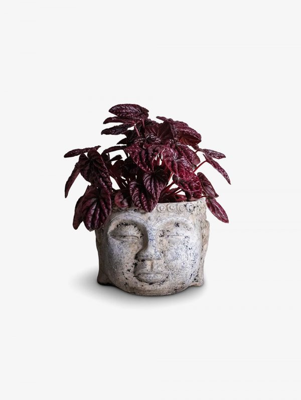 Peperomia Red Luna - Fresh Indoor Plants