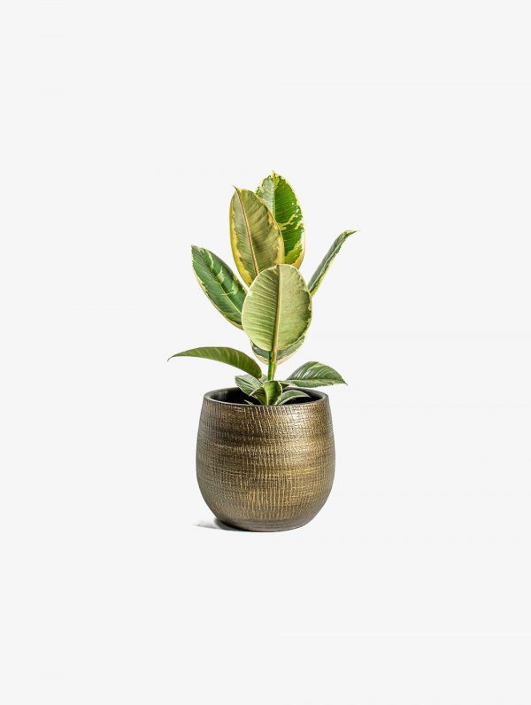 Shaktism Rubber Artificial Plant Big Ornamental Plant