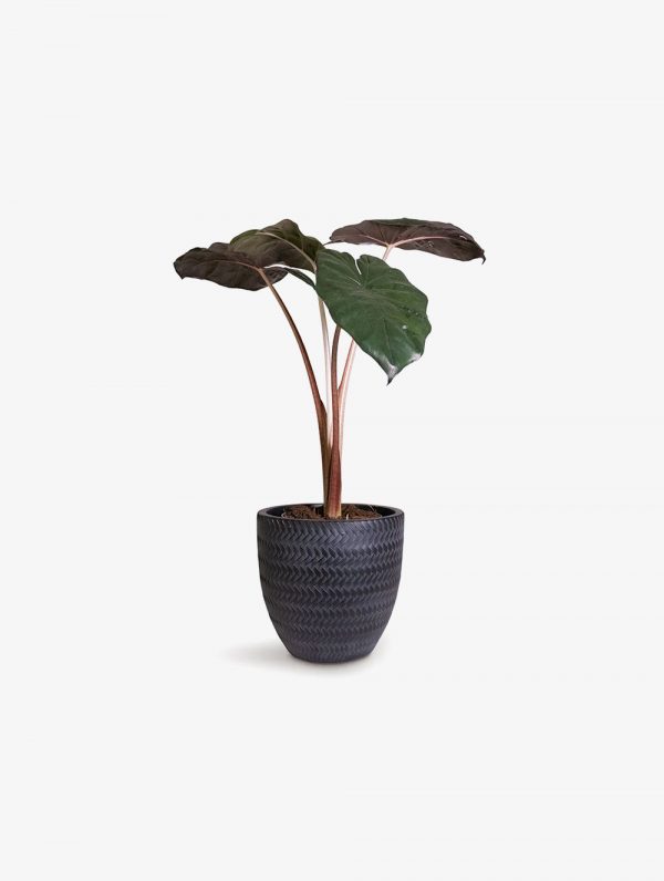 Nature Sense Colocasia Black Magic Low Watering Live Plants