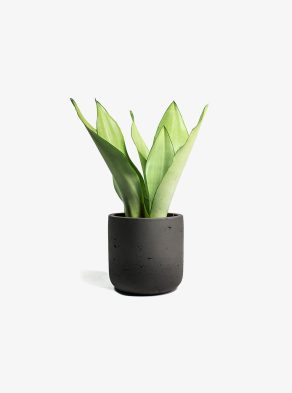 Nearly Natural Agave Succulent in Planter