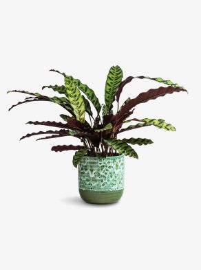 Calathea Rattlesnake Large houseplants to nurture