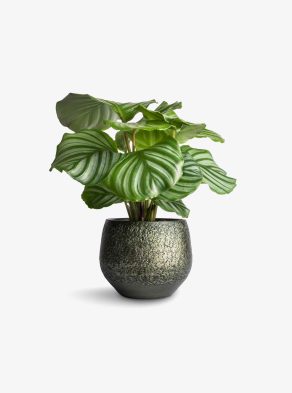 ExoticRarePlants Calathea Orbifolia Ornamental Rare Plant