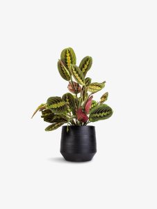 Thorsen's Greenhouse Red Prayer Plant