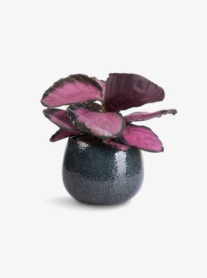 Root Bridges Calathea 'Rosey' Plant