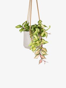 little jungle Hoya Krimson Princess Plant