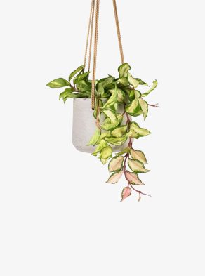 little jungle Hoya Krimson Princess Plant