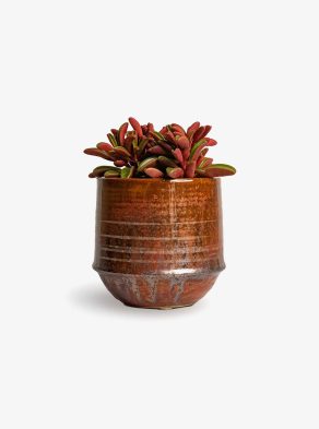 Mudfingers Peperomia Tricolor In Ceramic Pot