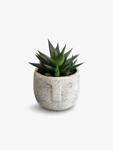 Posh Garden Haworthia Limifolia - Aloe Vera Plant