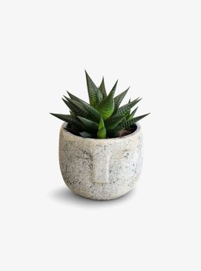 Posh Garden Haworthia Limifolia - Aloe Vera Plant
