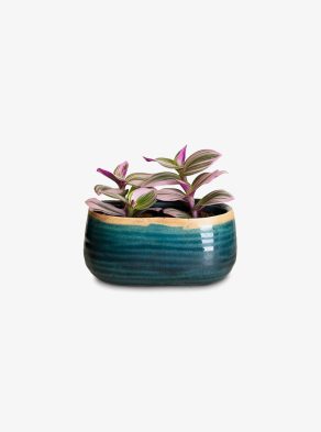 Tiny Store Self Watering Plant Pots Automatic Water Solution