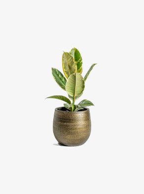 Shaktism Rubber Artificial Plant Big Ornamental Plant